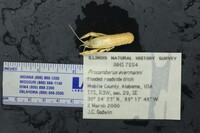 Procambarus evermanni image